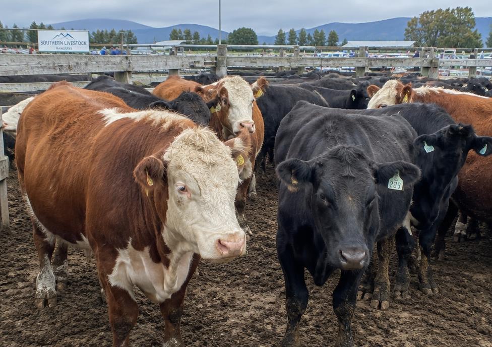 Livestock